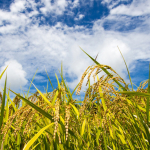 農業の工業化への加上